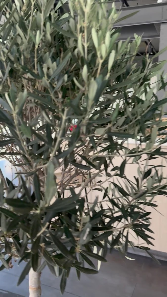 Tra Amici Masnou Photo 2