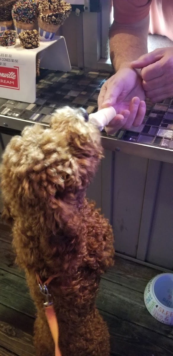 Scooper's Ice Cream Shoppe Photo 7