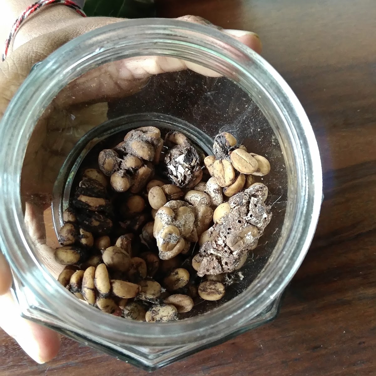 Tegal Sari Luwak coffee Photo 10