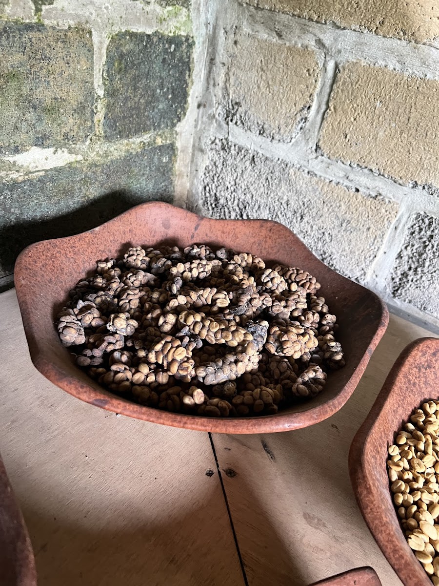 Tegal Sari Luwak coffee Photo 9