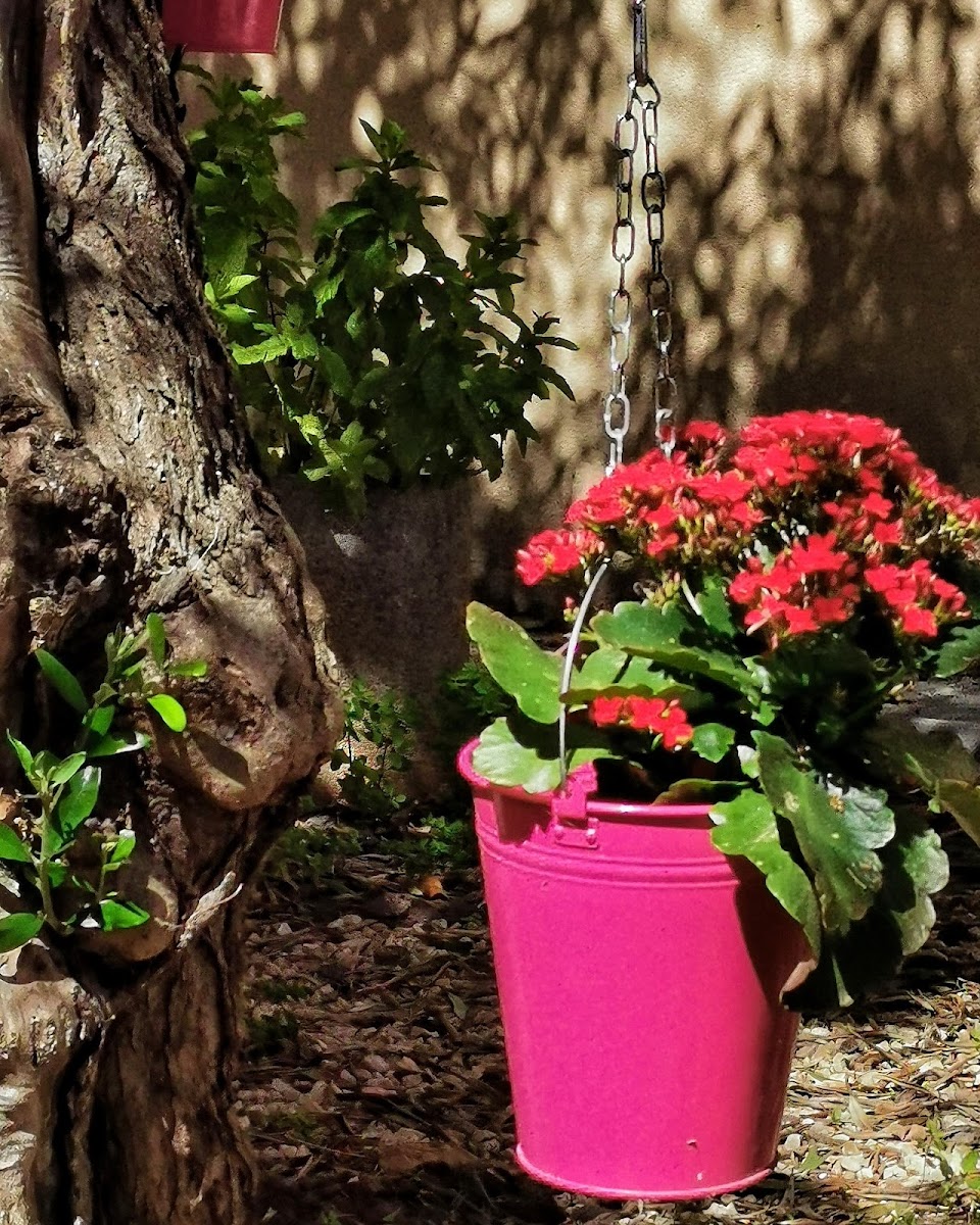 El jardinet Photo 4