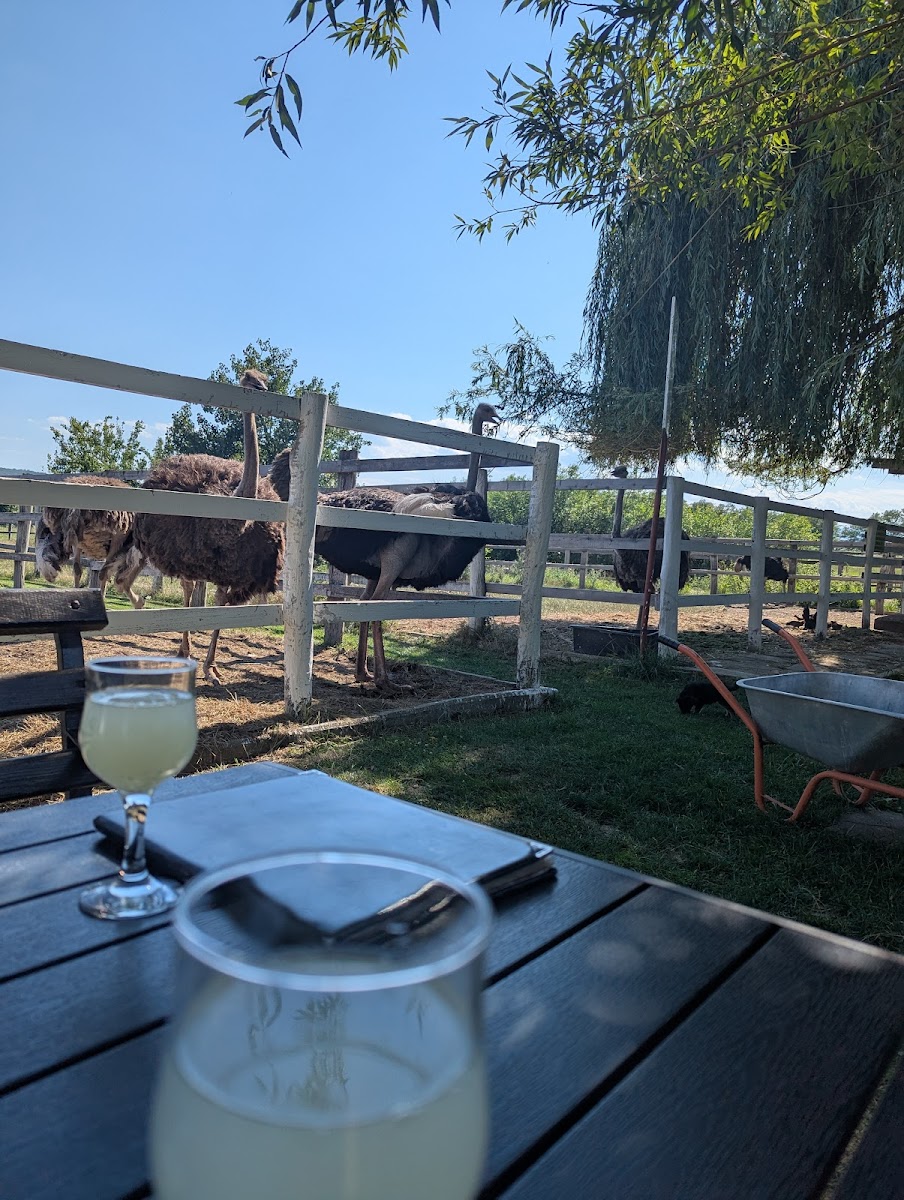 At the Ostriches