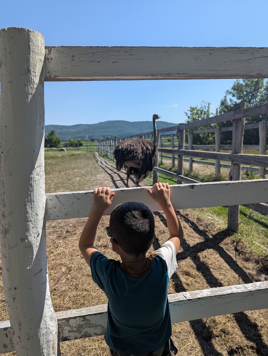 At the Ostriches Photo 2
