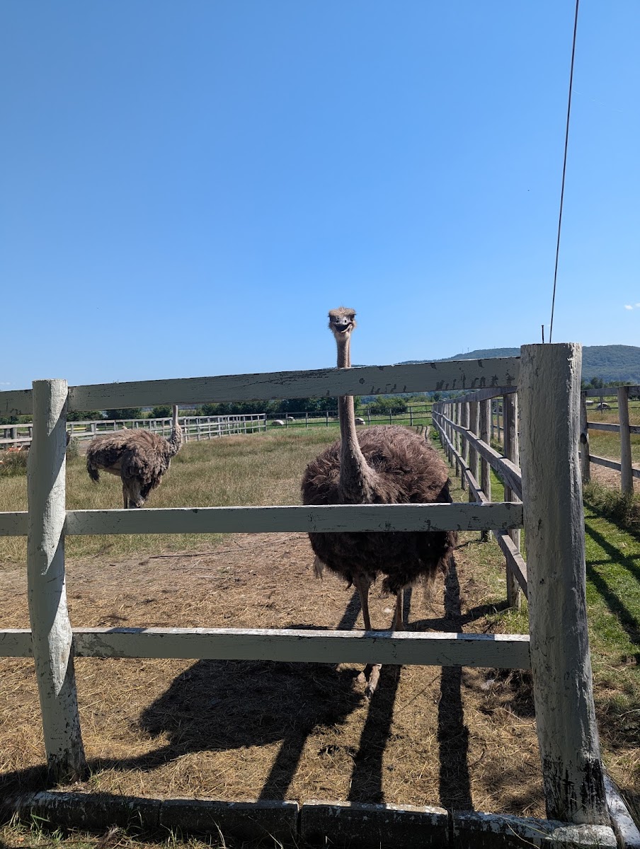 At the Ostriches Photo 3