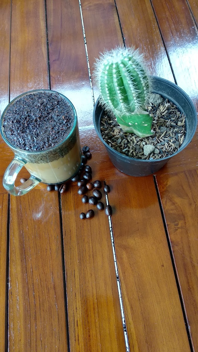 SAM KUMIS KOPI & STMJ/Nasgor Kampong Photo 5