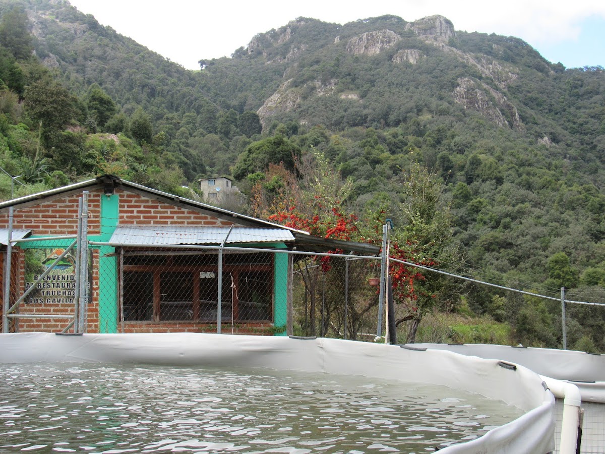 Trucha Los Gavilanes Photo 3
