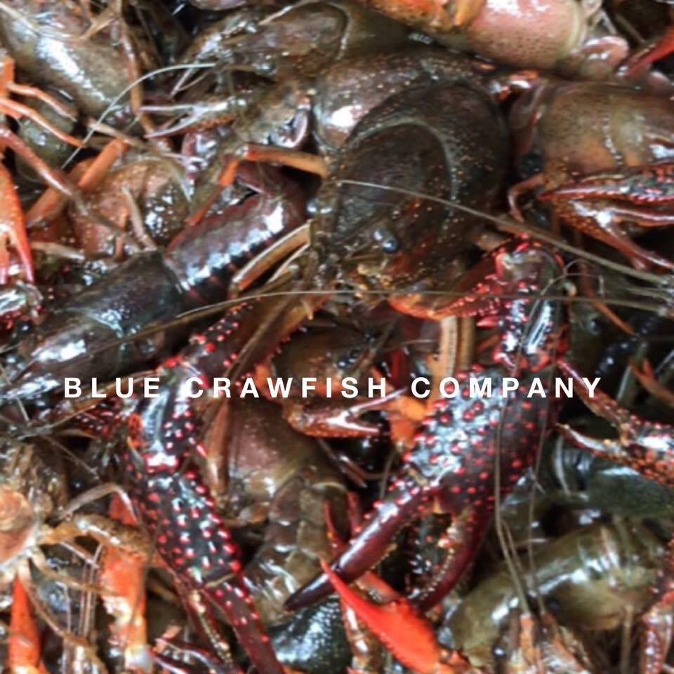 Crawfish Jake Catering and Drive Through Photo 6