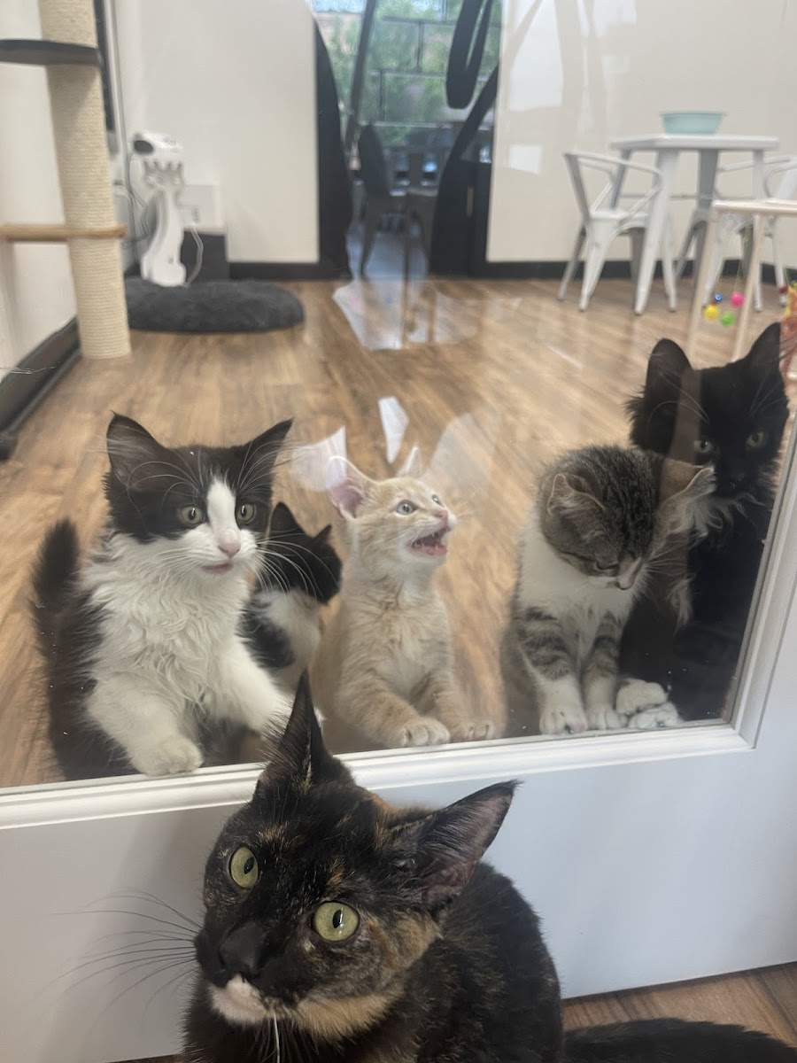 The Catz Den Photo 2