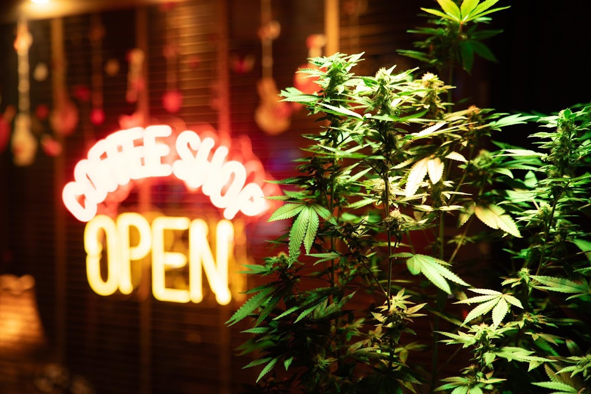 Grasshopper City Coffeeshop Photo 8