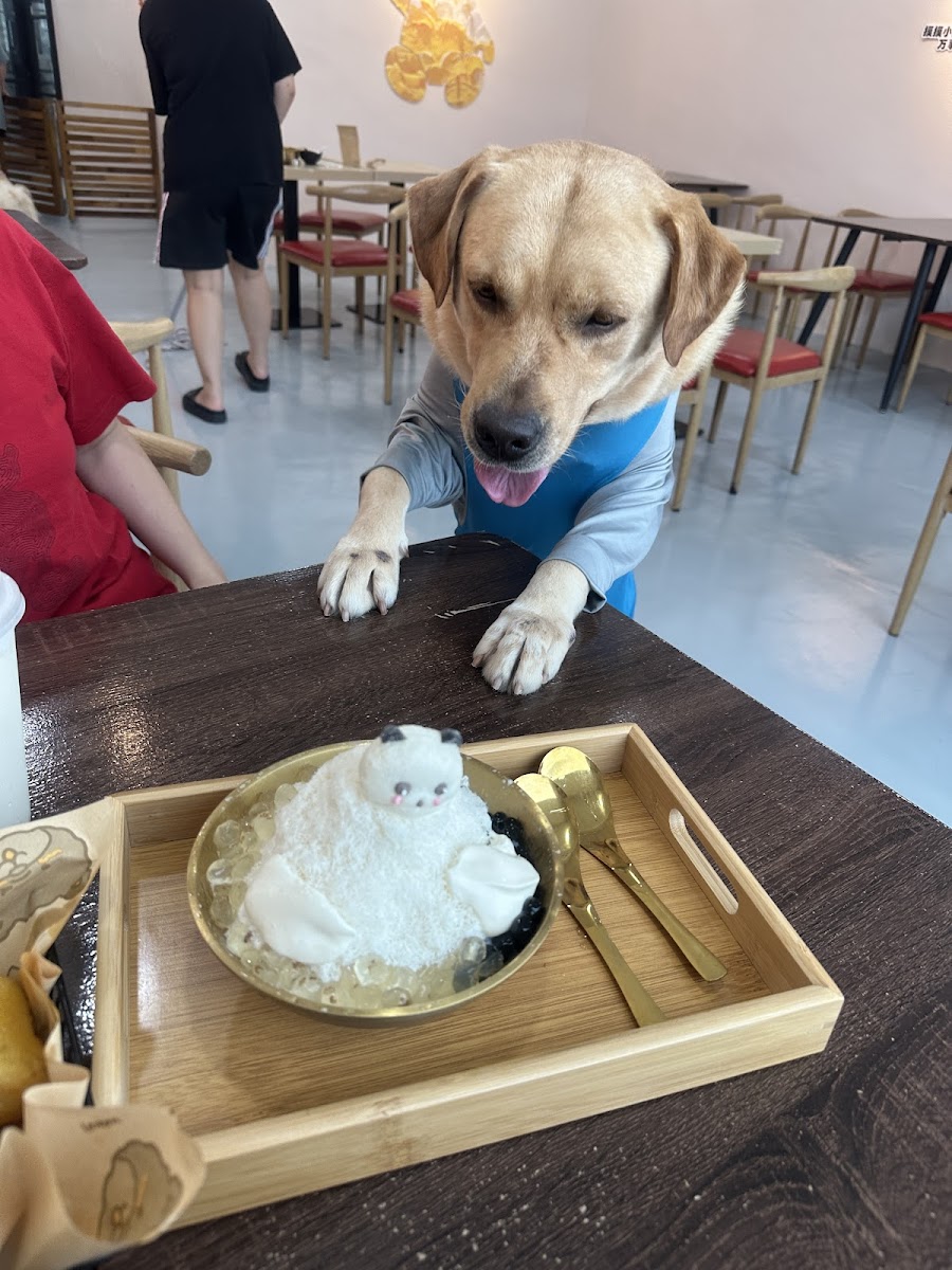 MOMOTA PETS CAFE Photo 6