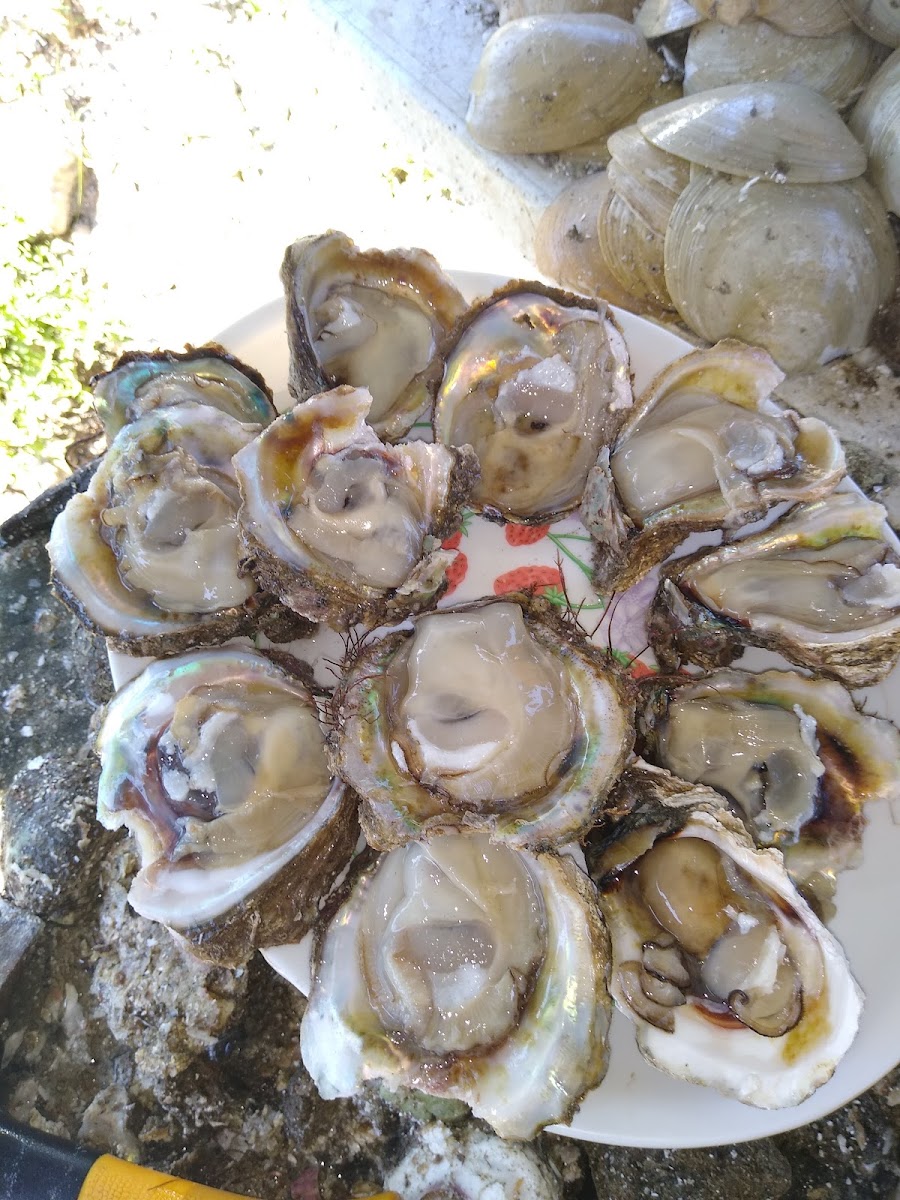 Mariscos pablongas Photo 6