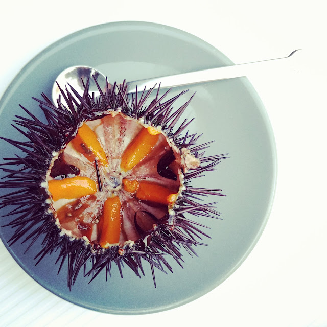 Sua Maestà Il Riccio Di Mare