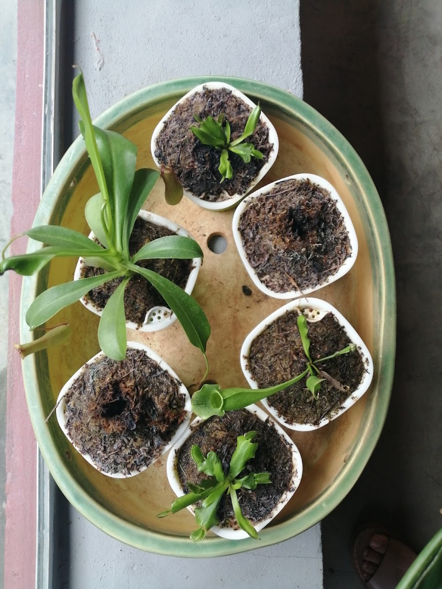 The Fern (Kuching) Photo 8