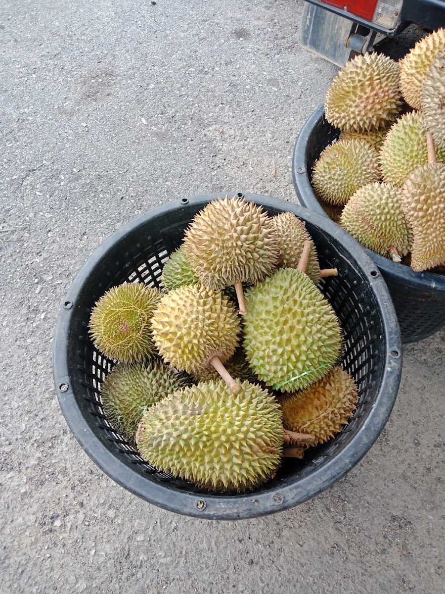 Kedai Kopi Tong Kam Loi 金業茶室 Photo 4