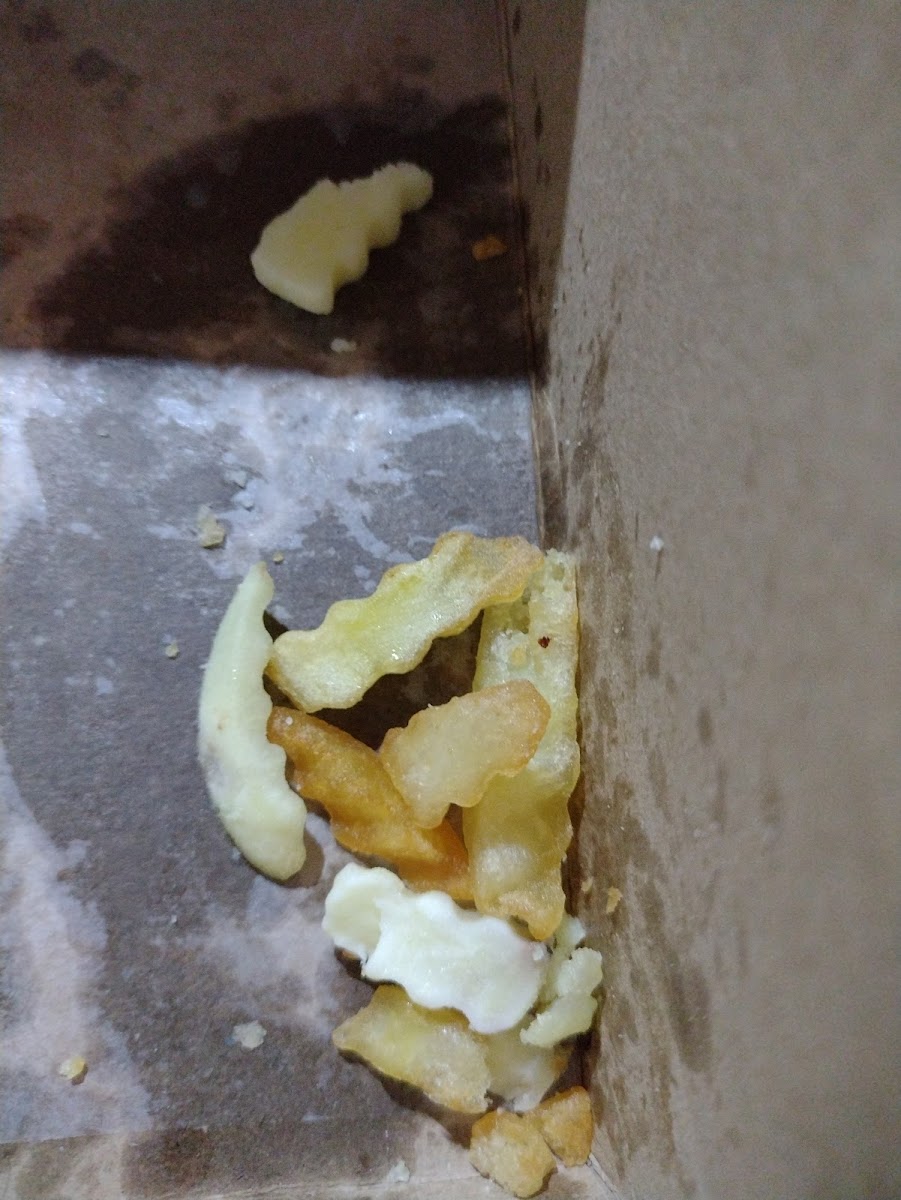 the black sheep burgers Photo 2