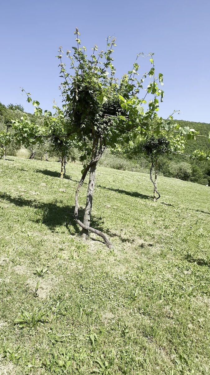 Osteria del Mulino Photo 2