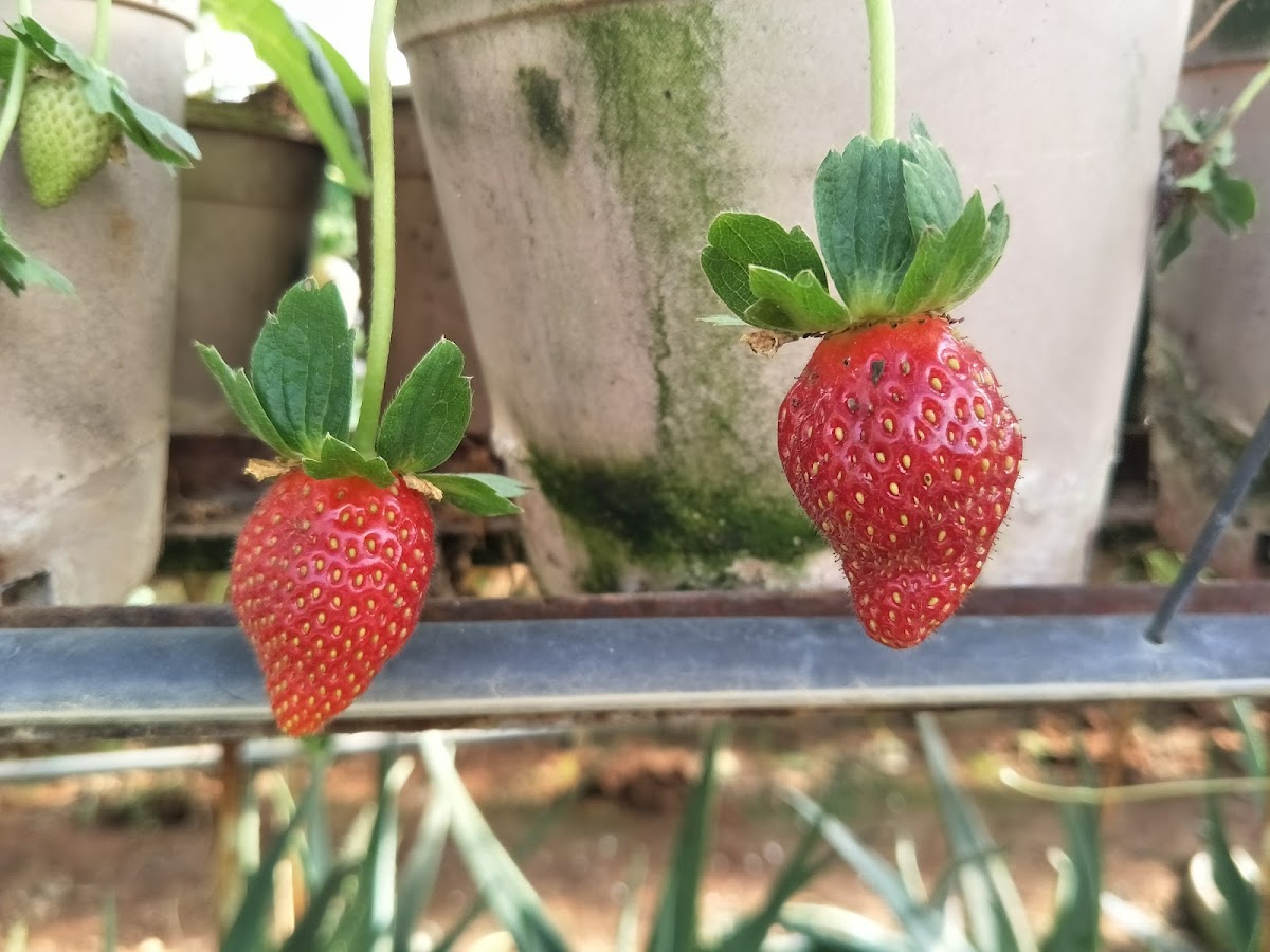 Strawberry Moment Dessert Cafe Photo 8