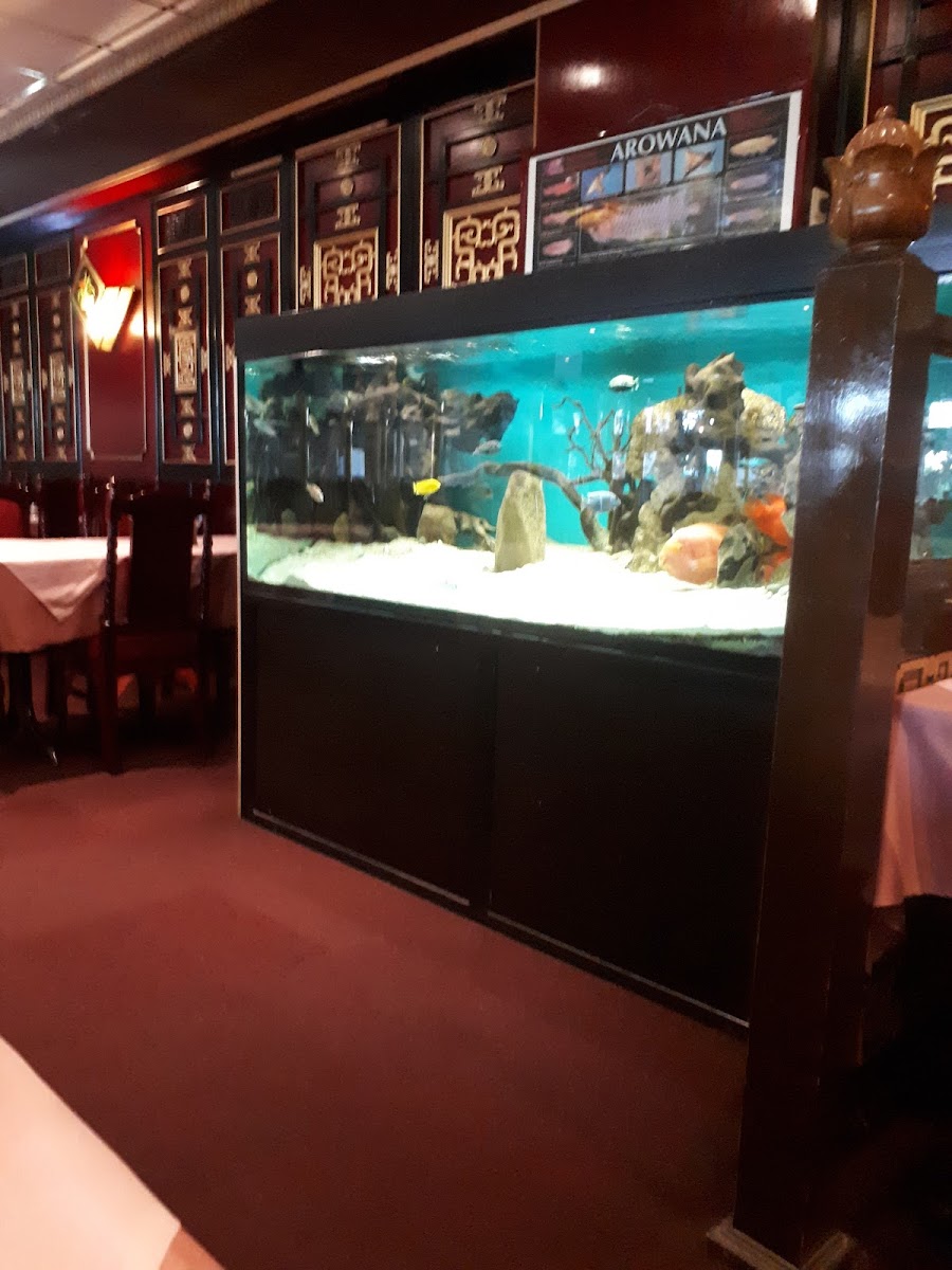 China-Restaurant Jin-Shi Photo 4
