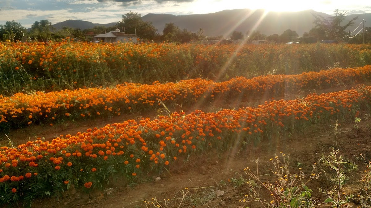 Hacienda Balvina