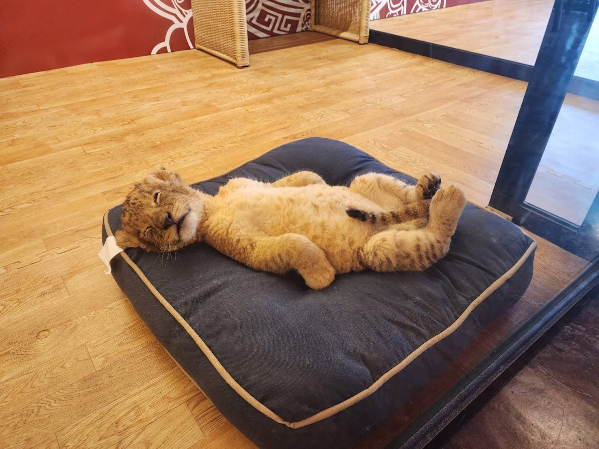 LION PHUKET CAFE Photo 3
