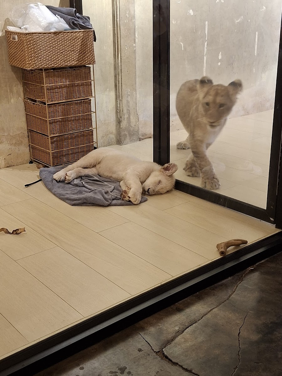 LION PHUKET CAFE Photo 5