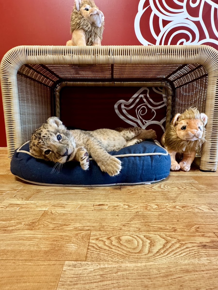 LION PHUKET CAFE Photo 8