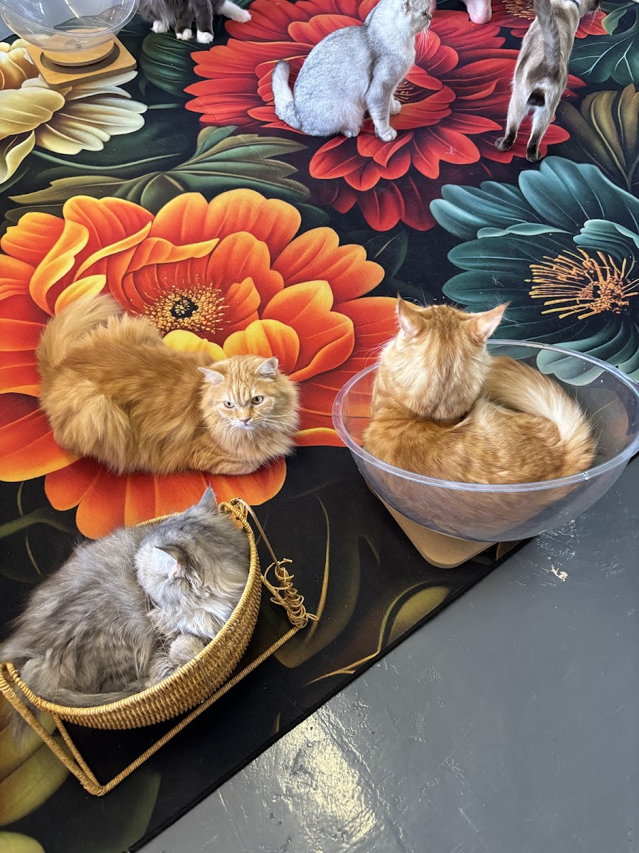 capybara cafe Photo 4
