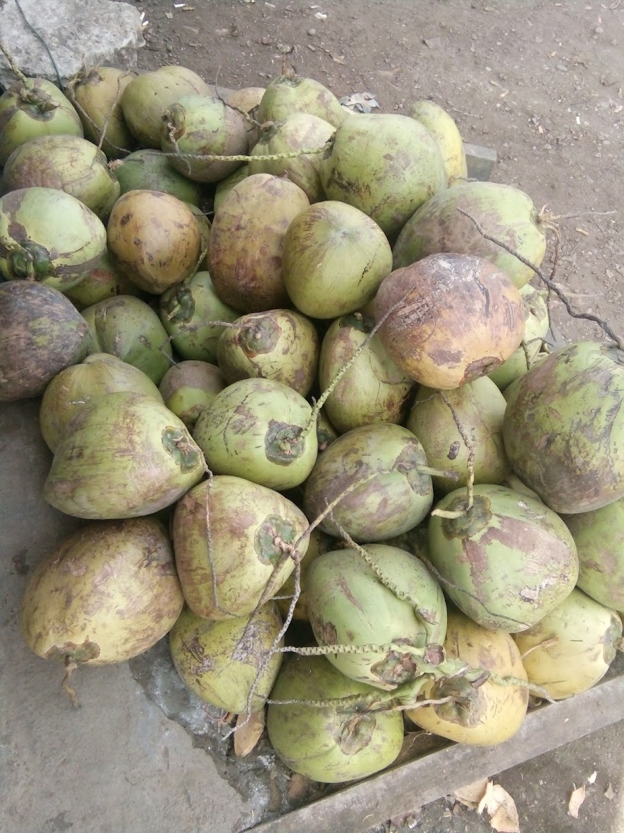 SOTO AYAM CAK SUROSO Photo 3