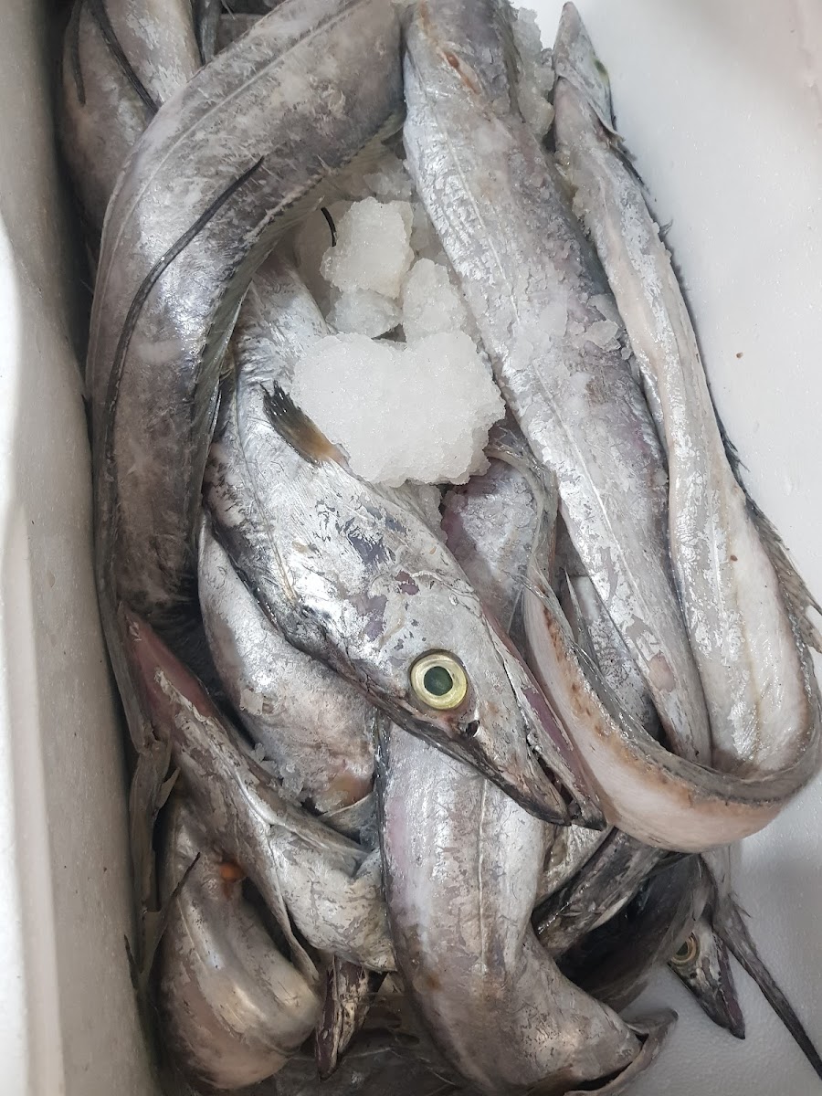 Pescaderia Oceanic I Photo 10