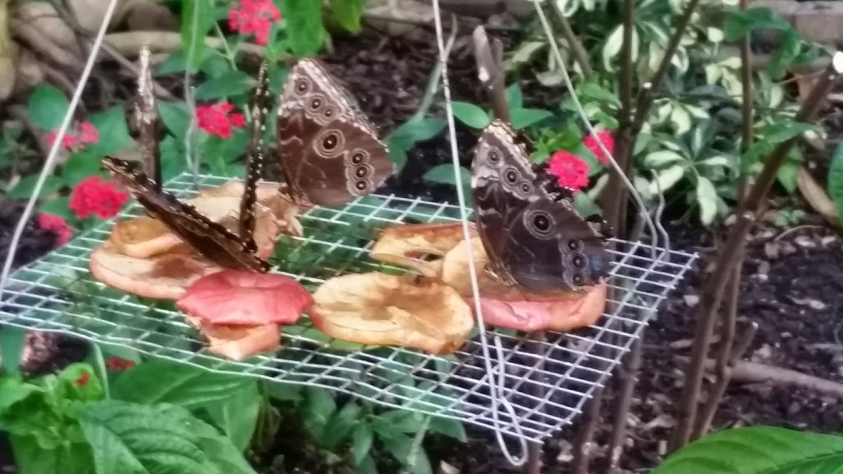 Discovery Cafe at Callaway Gardens Photo 7