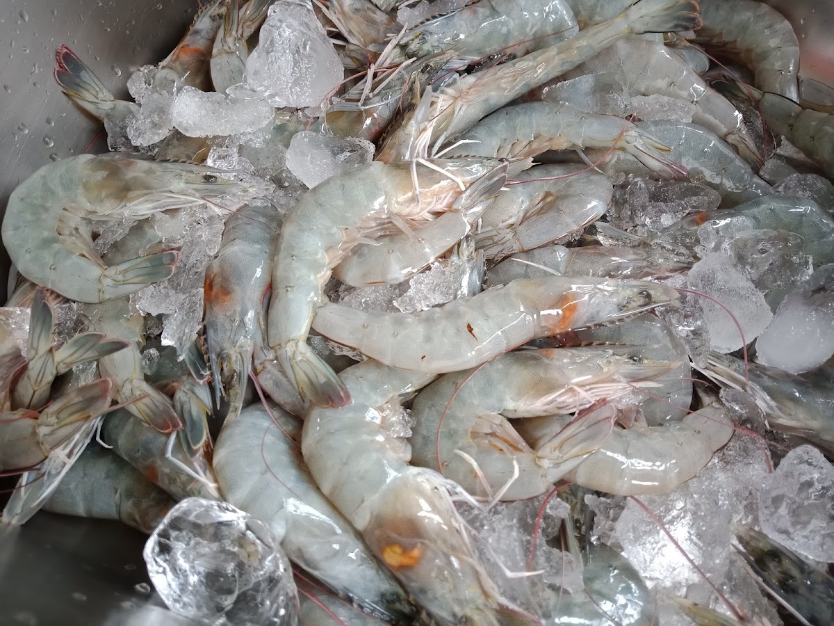 bruda bay seafood Photo 9