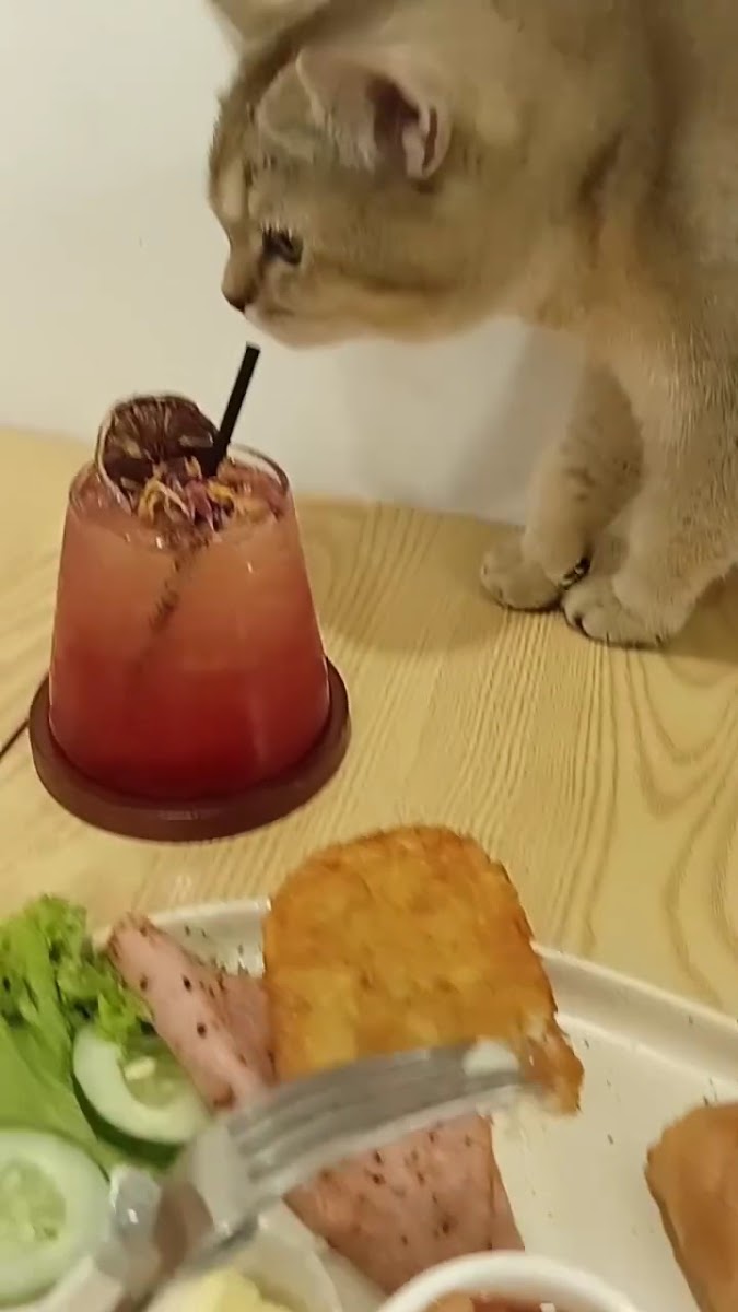 Purrista PJ Cat cafe Photo 2
