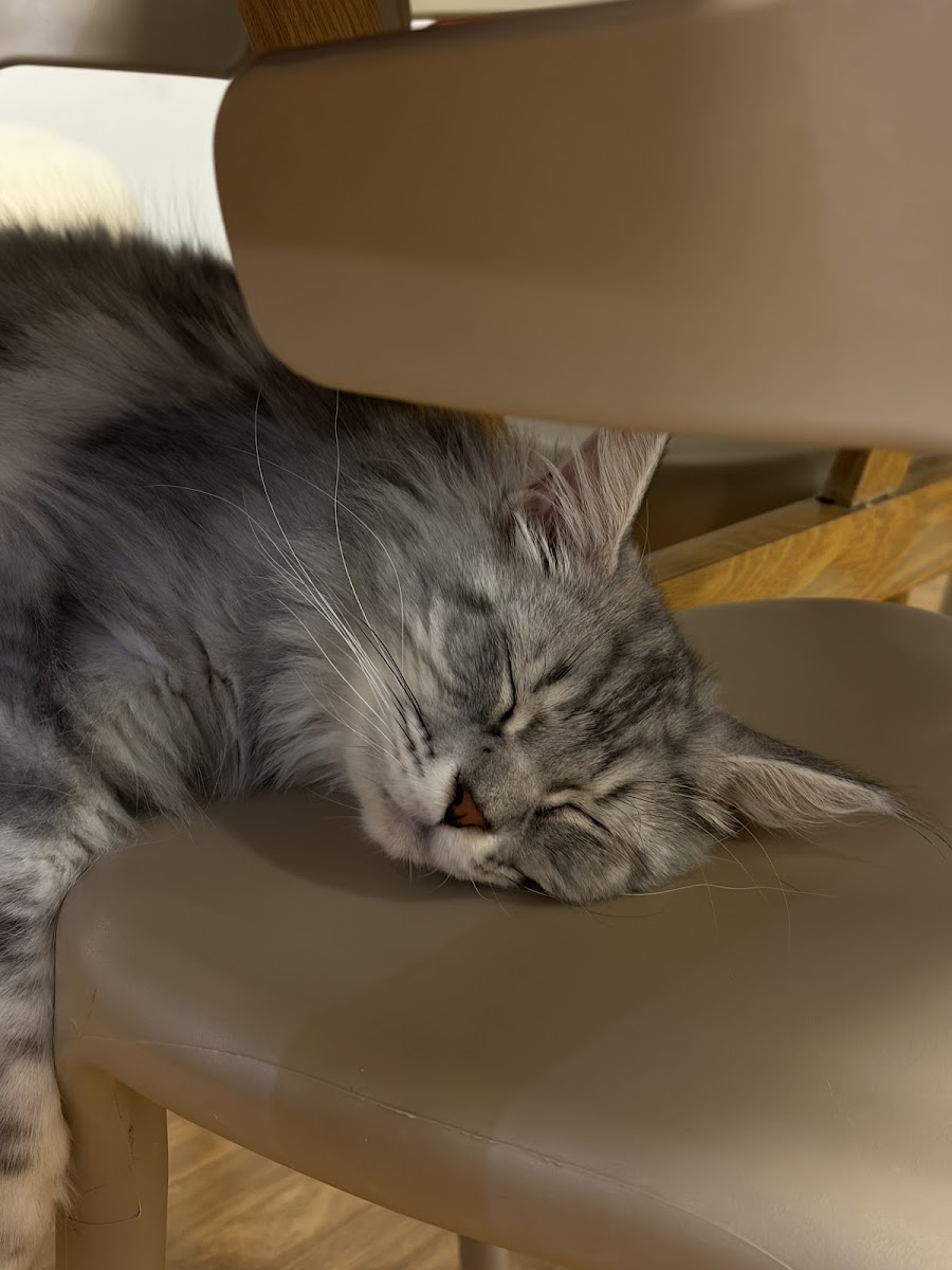Purrista PJ Cat cafe Photo 5