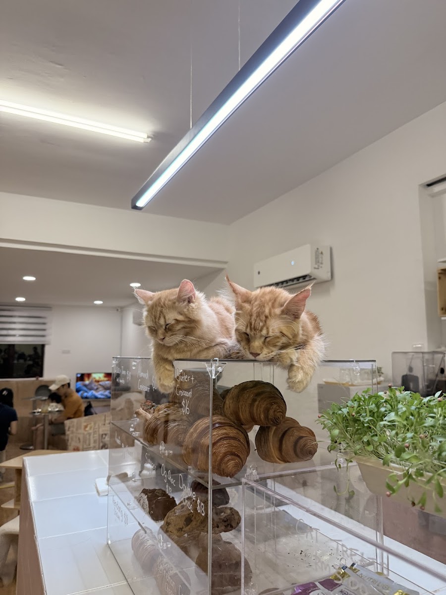 Purrista PJ Cat cafe Photo 7