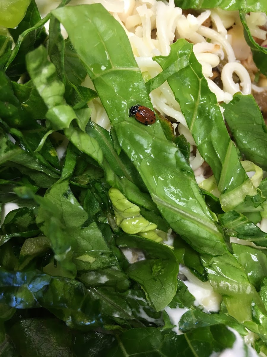 Chipotle Mexican Grill Photo 5