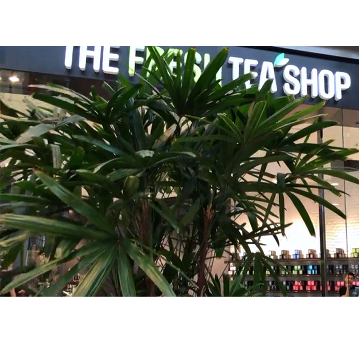 The Fresh Tea Shop Photo 4