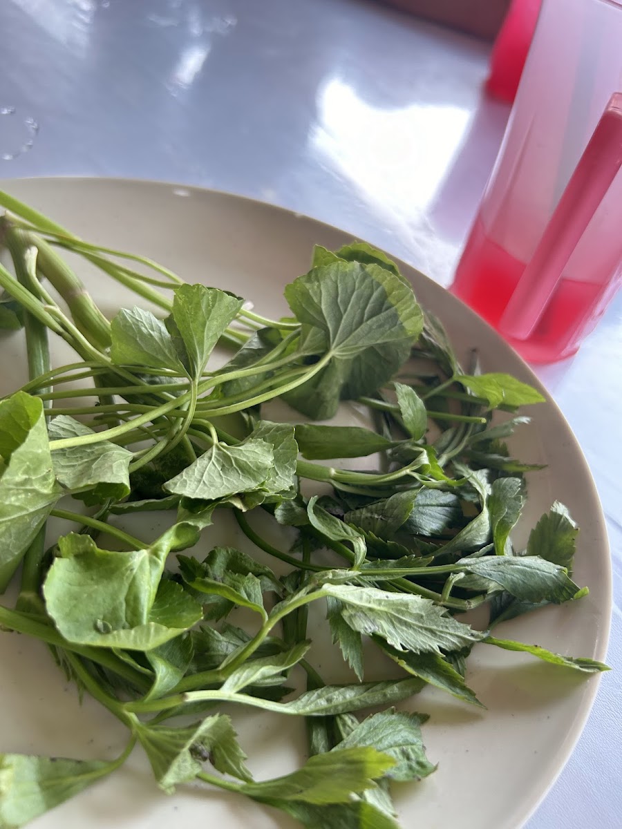 SODOX ASAM PEDAS Photo 10