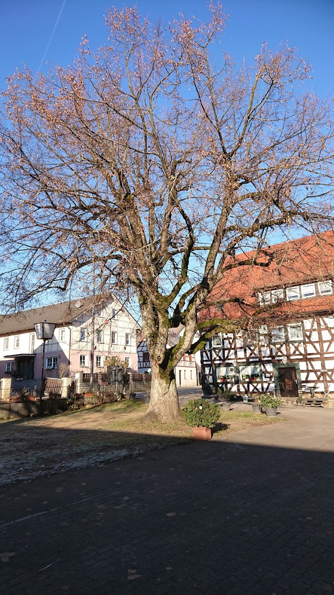 Schwarzer Adler - Mendelwirt Photo 4