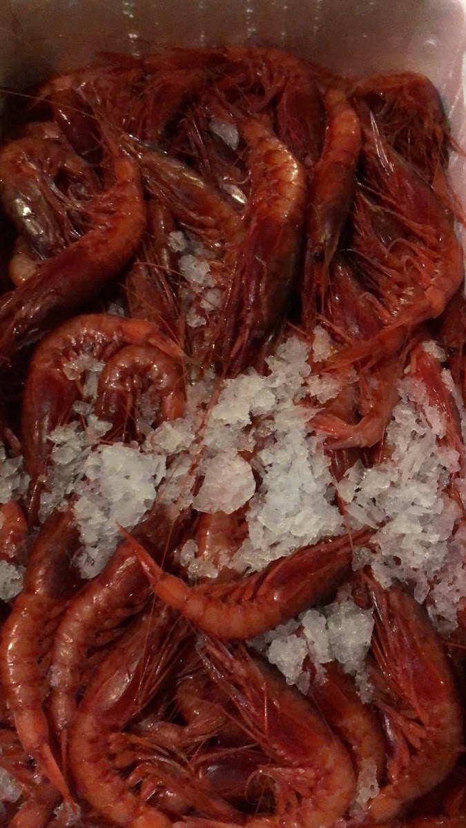 Il Peperoncino Seafood & Pizza Photo 10