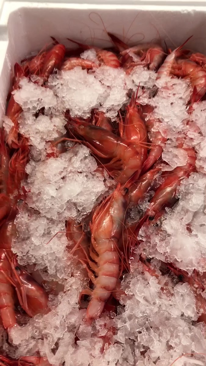 Il Peperoncino Seafood & Pizza Photo 2