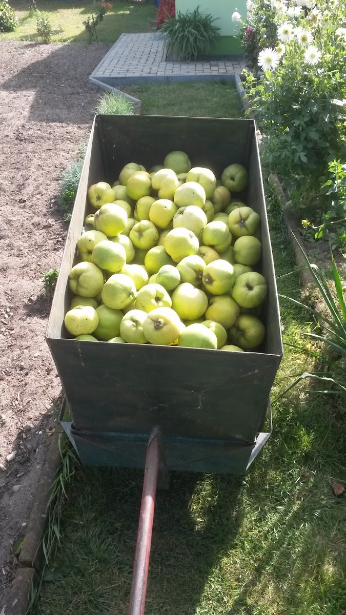 Spartenheim Frohes Schaffen Photo 7