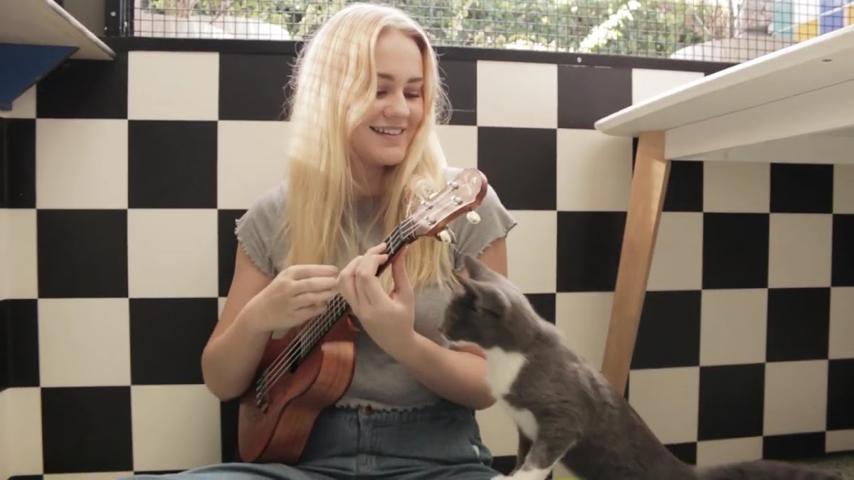 RSPCA Black Cat Café Photo 2