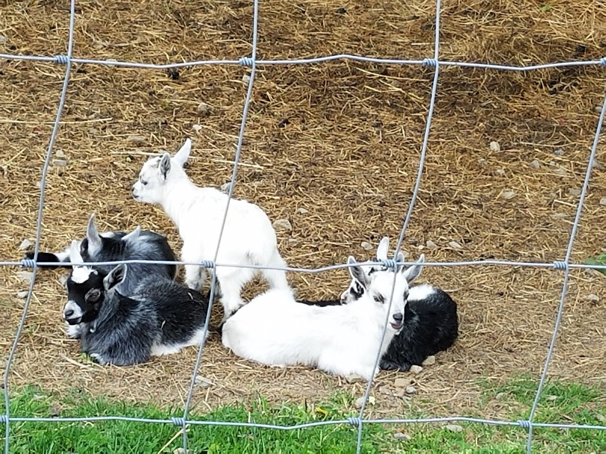 Old station Bar and Grill Photo 4