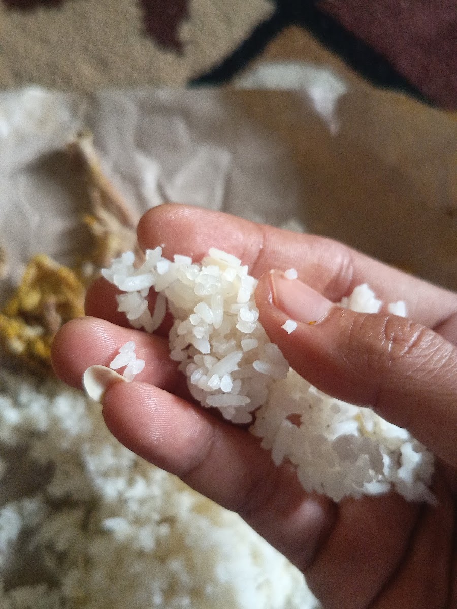 Iyobana Kapau Photo 6
