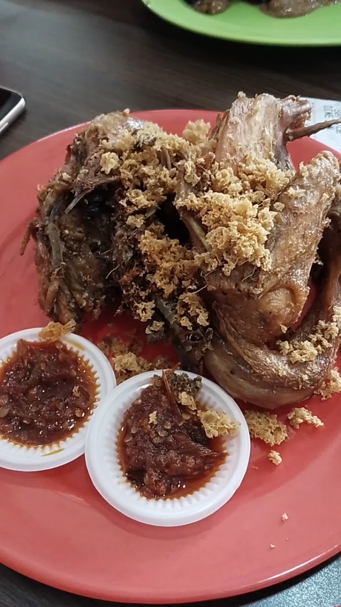 Ayam Joyo Cempaka Putih Photo 2