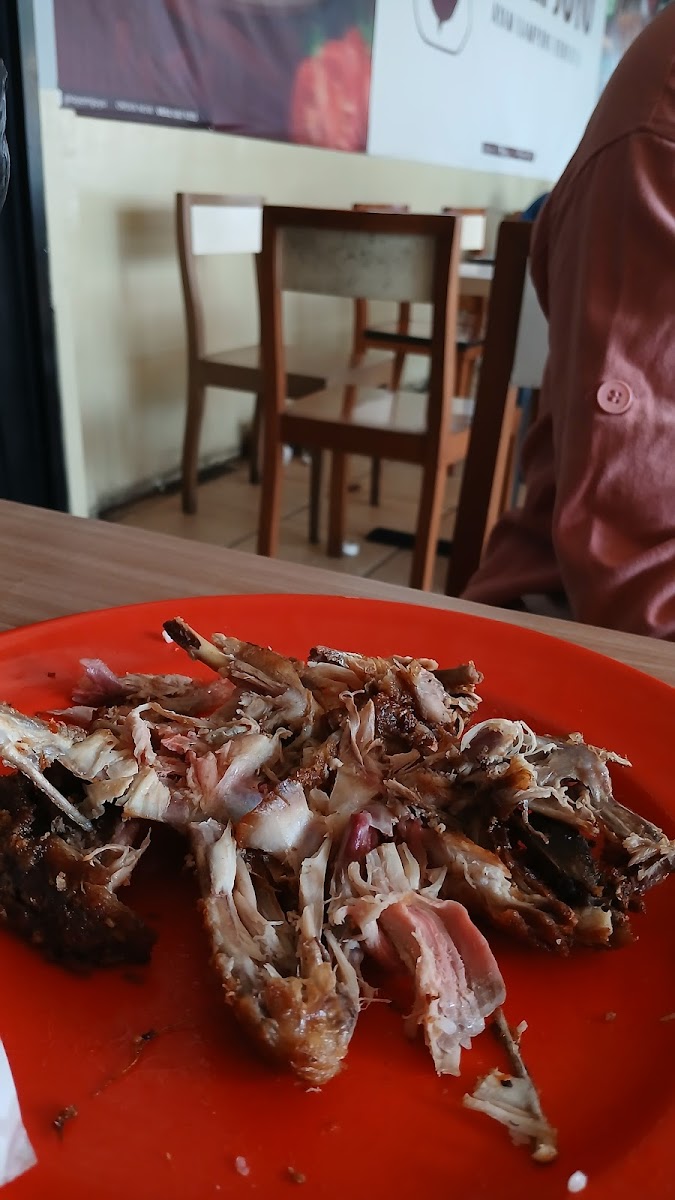 Ayam Joyo Cempaka Putih Photo 8