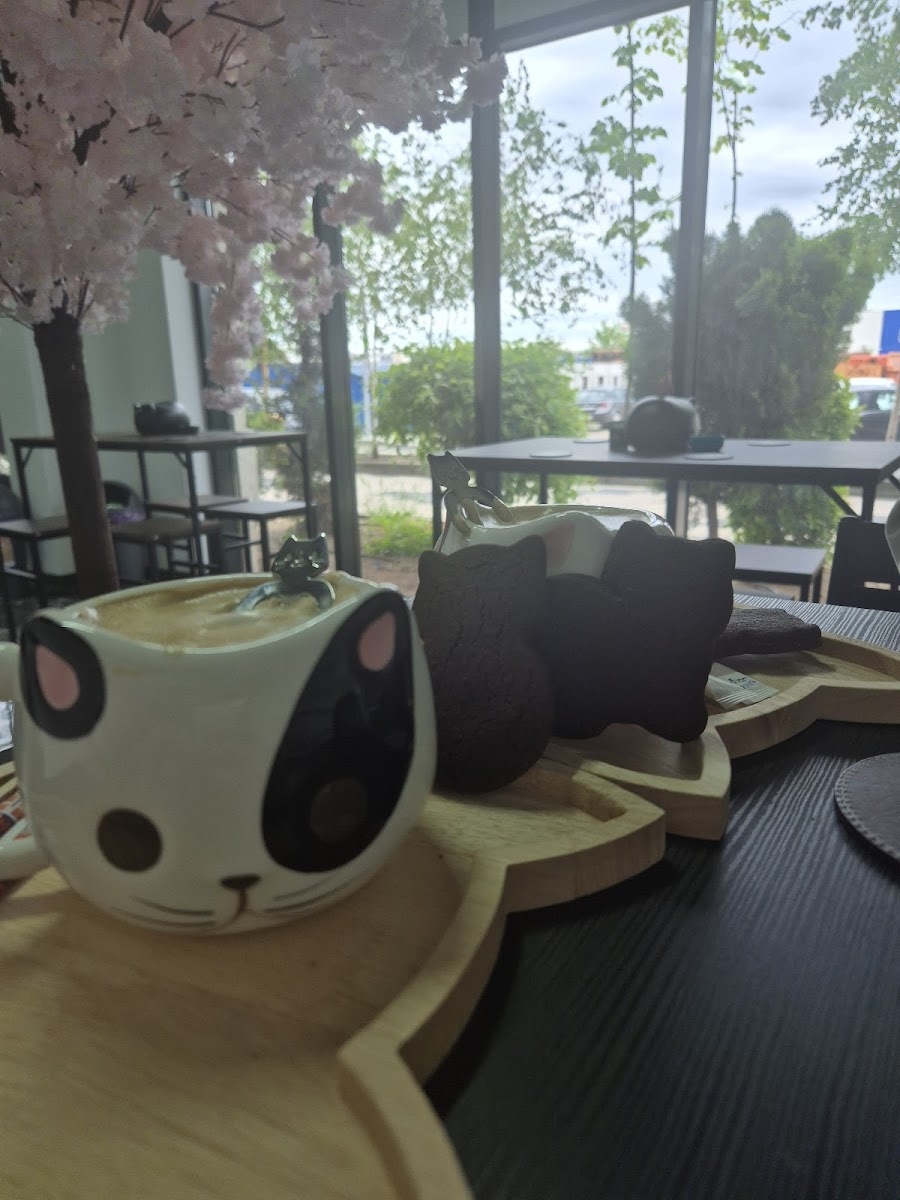 Cattuccino Photo 5