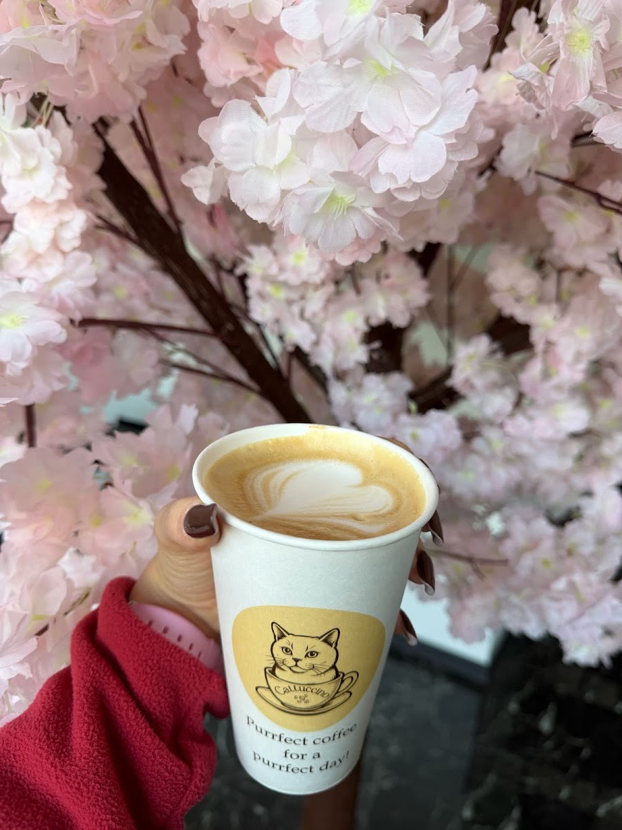 Cattuccino Photo 8