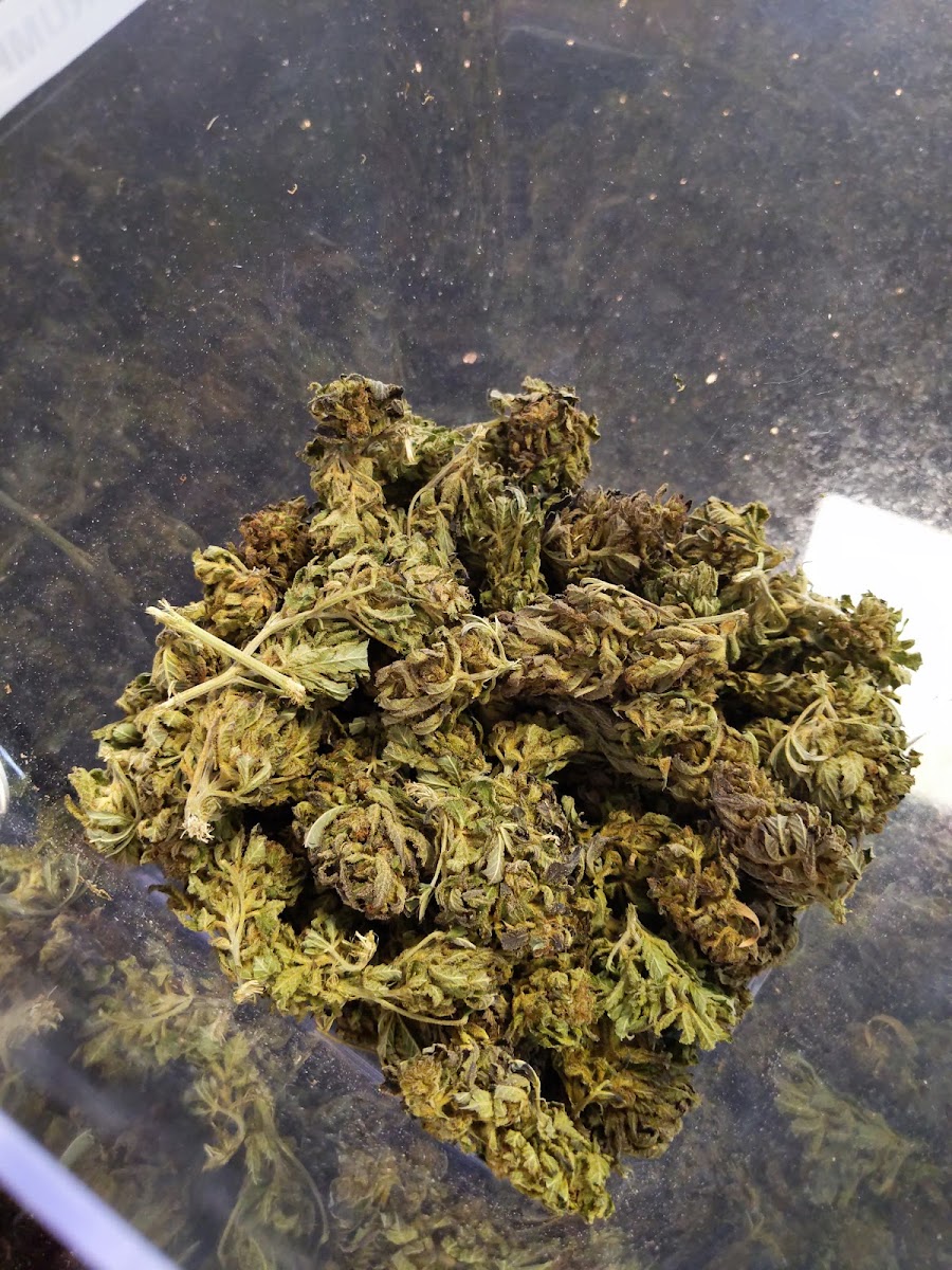 Melting Leaf CBD Photo 9