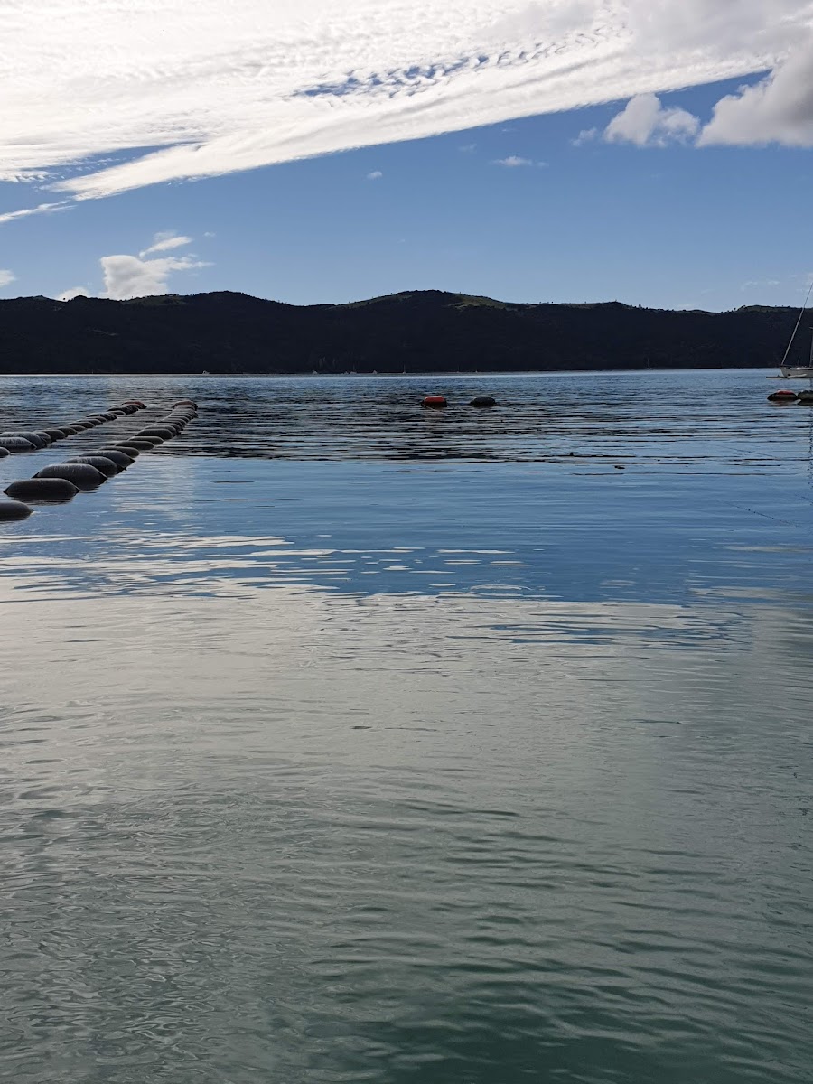 Waiheke Mussel Farm